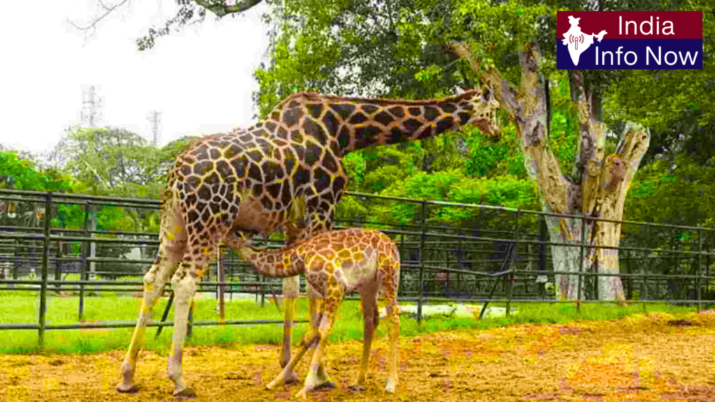 #india info now #Top 5 Tourist Places in Mysuru 2026