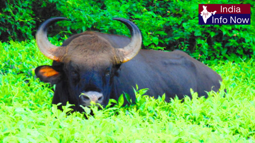 #india info now #Top 5 Tourist Places in Wayanad 2026